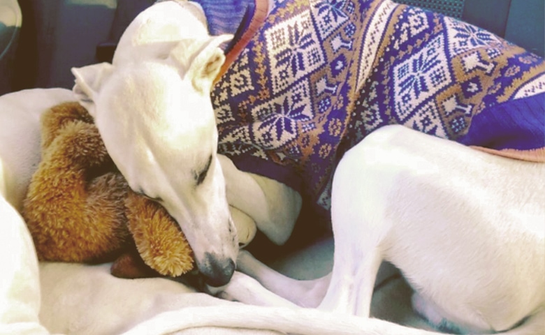 dog trying to get warm dog trying to get warm