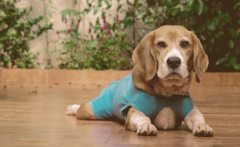 dog wearing a after surgery outfit laying on the floor