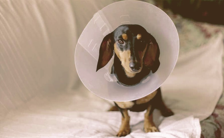 dog with cone