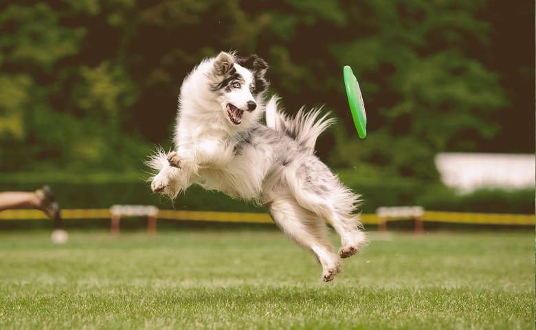 dog with frisbee dog with frisbee