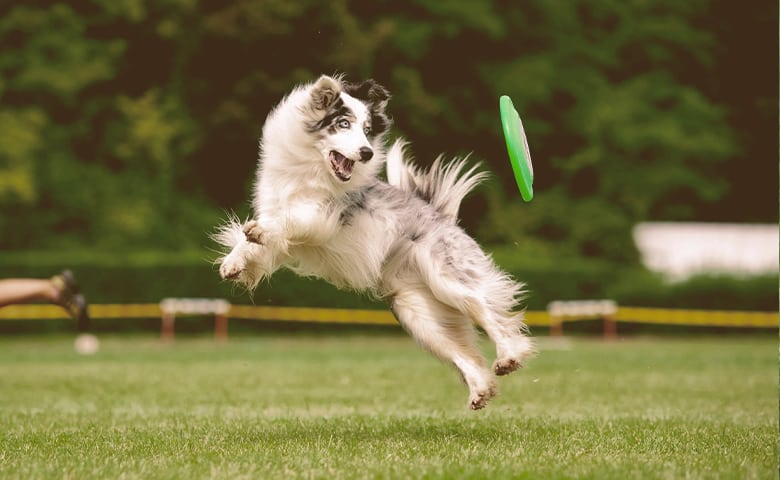 dog with frisbee