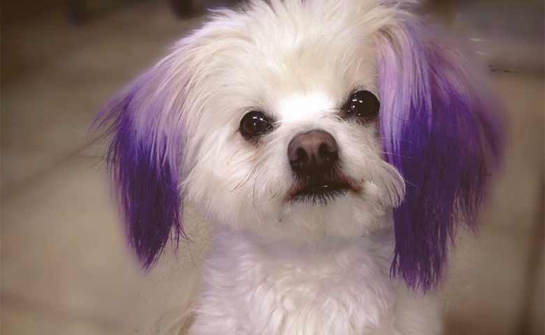 dog with puple color ears