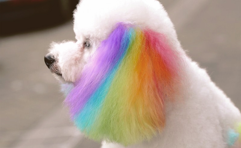 dog with rainbow color ears dog with rainbow color ears