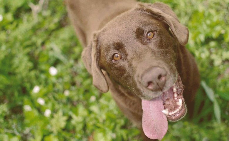 dog with tongue out