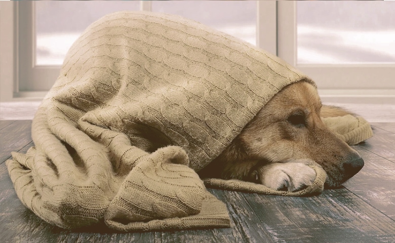 dog wrapped in blankets on the floor dog wrapped in blankets on the floor