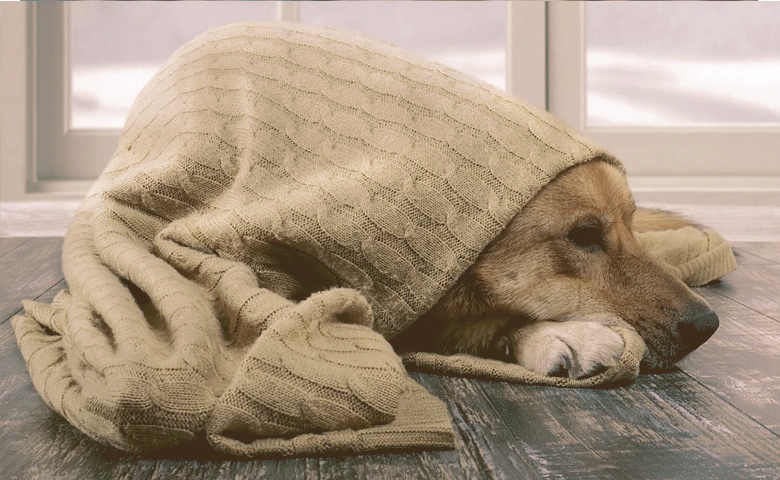 dog wrapped in blankets on the floor