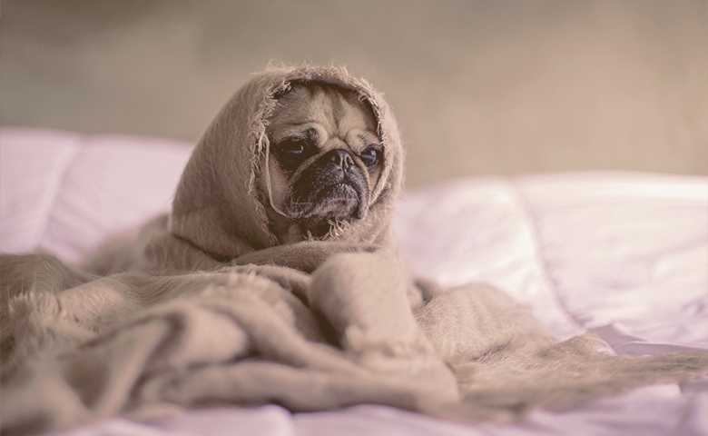 dog wrapped in blankets