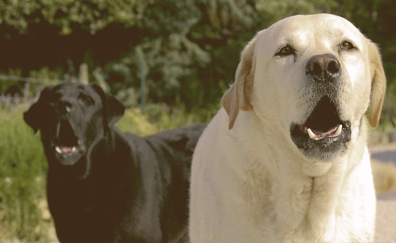 dogs barking dogs barking