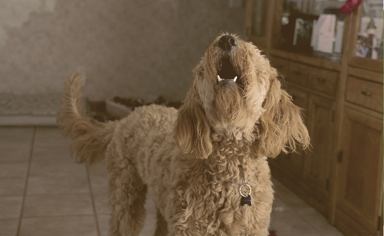doodle barking doodle barking