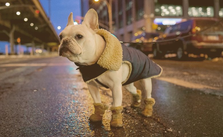 french bulldog wearing Booties on the street