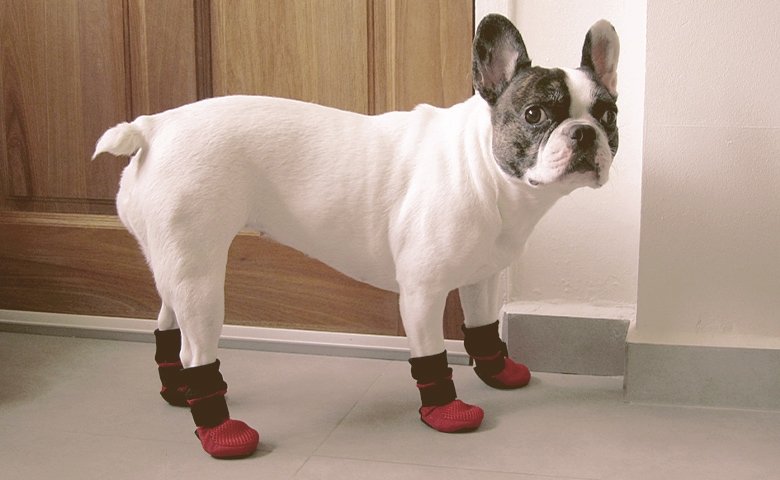 french bulldog wearing Booties