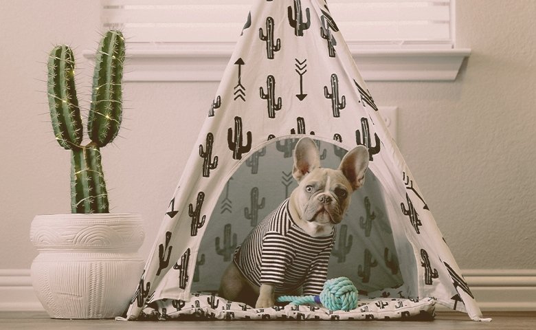 french bulldog wearing clothes in a tent