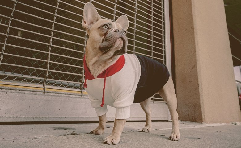 french bulldog wearing hoodie looking up