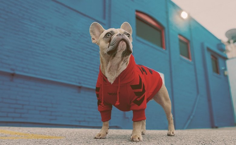 Measuring and Ordering Custom Clothing to Fit Just Right french bulldog wearing hoodie looking up