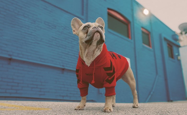 french bulldog wearing hoodie looking up