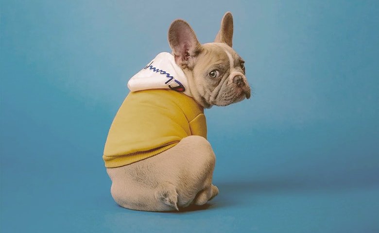 french bulldog wearing hoodie