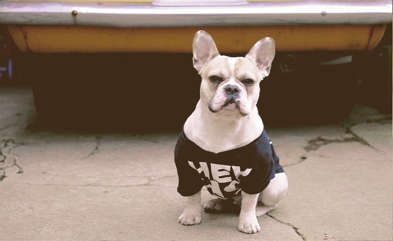french_bulldog with tee