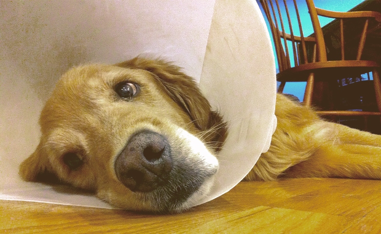 golden retriever with cone