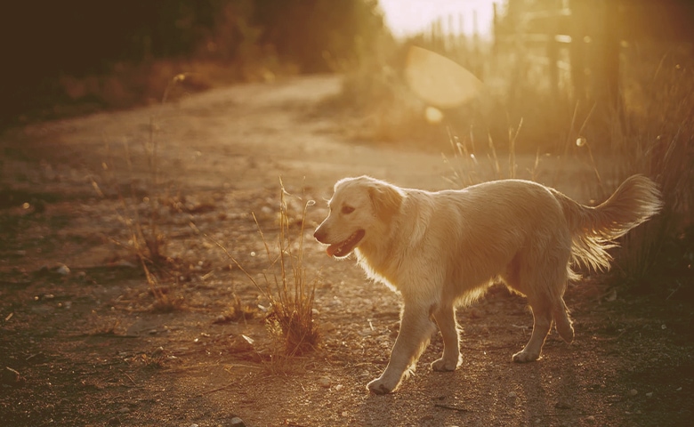 golden retrivier walking on the sunset