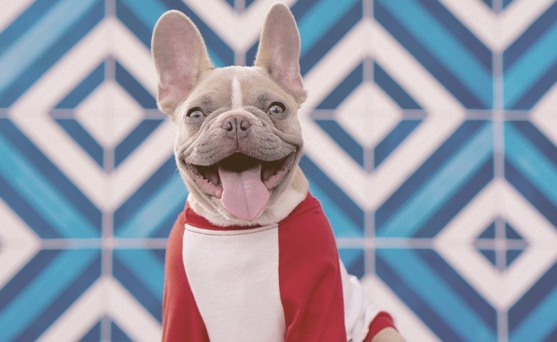 happy french bulldog wearing clothes