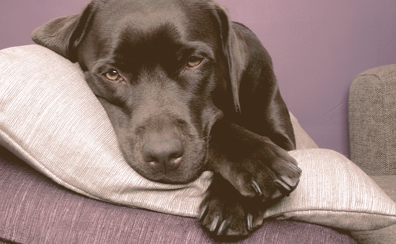 labrador dog lying on pillows labrador dog lying on pillows
