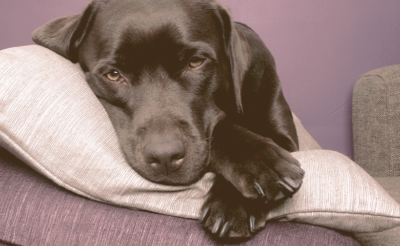 labrador dog lying on pillows