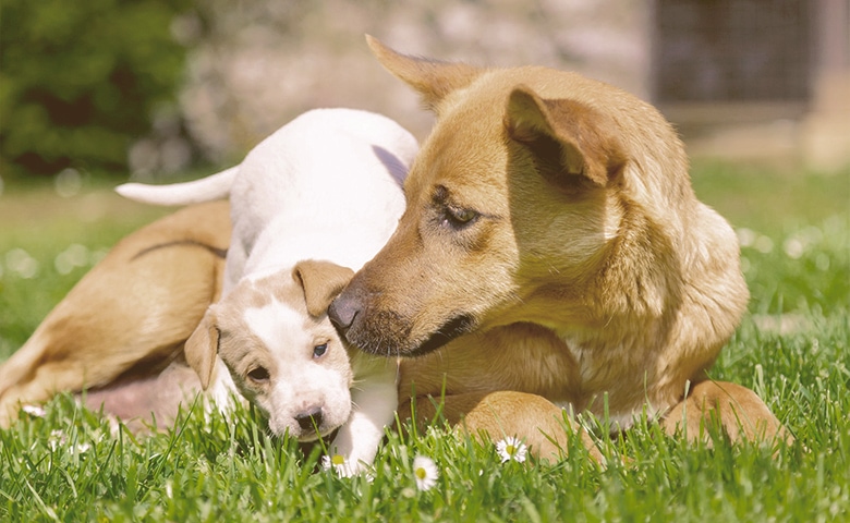 mon and puppie playing