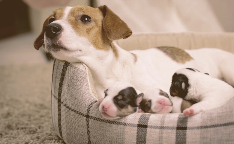 mon with puppies on the bed