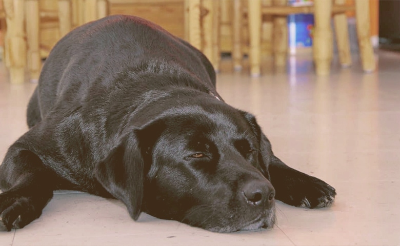 old dog cooling in ceramic floor