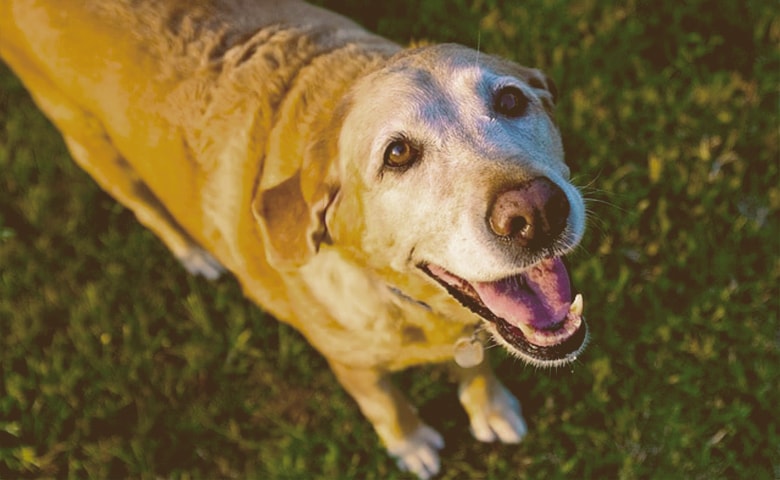 old dog looking up