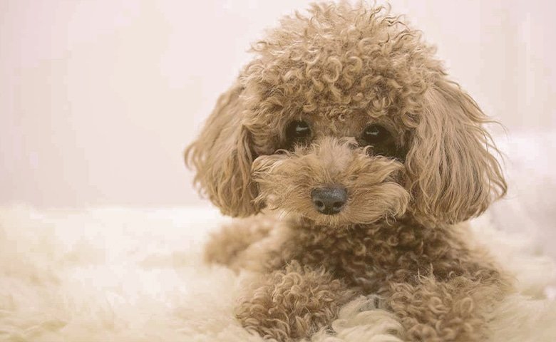 Non-Working poodle on bed