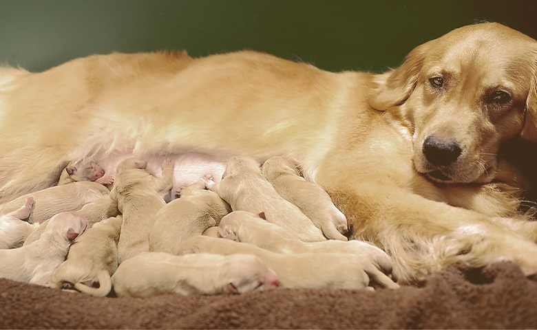 puppies eating milk from mom
