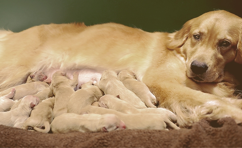puppies eating milk from mom puppies eating milk from mom