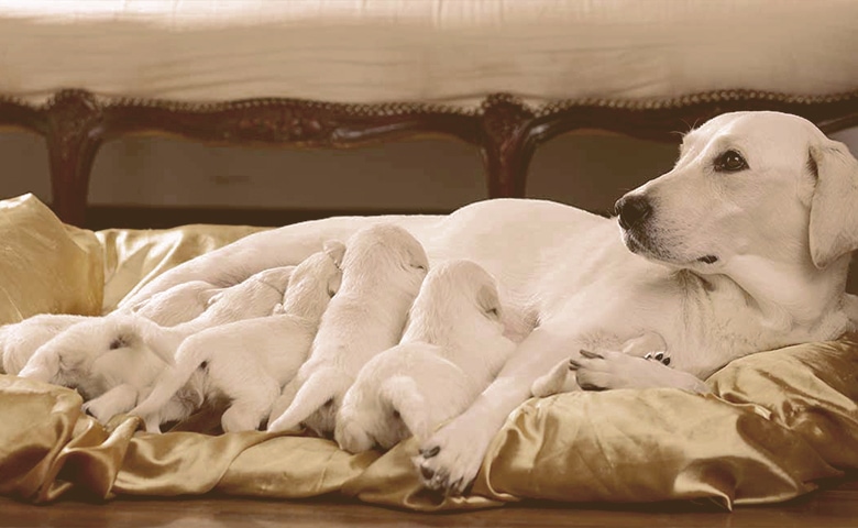 puppies eating milk from mom