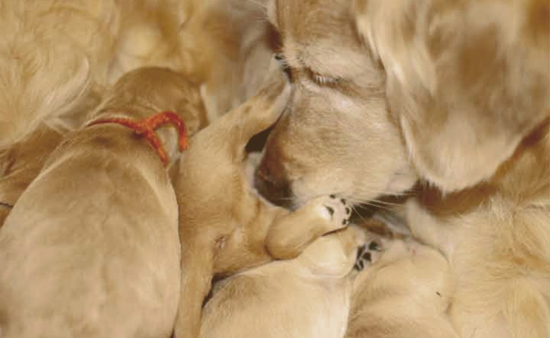 puppies with mon puppies with mon