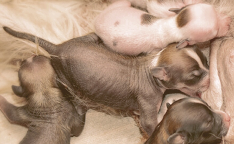 puppies puppies
