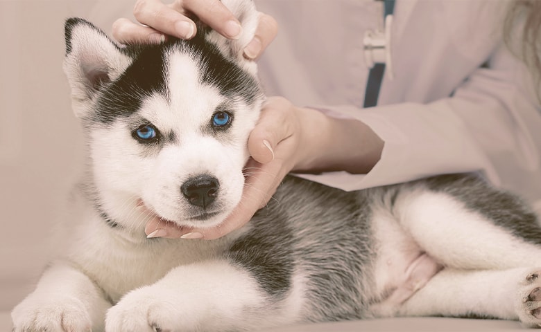 puppy with vet