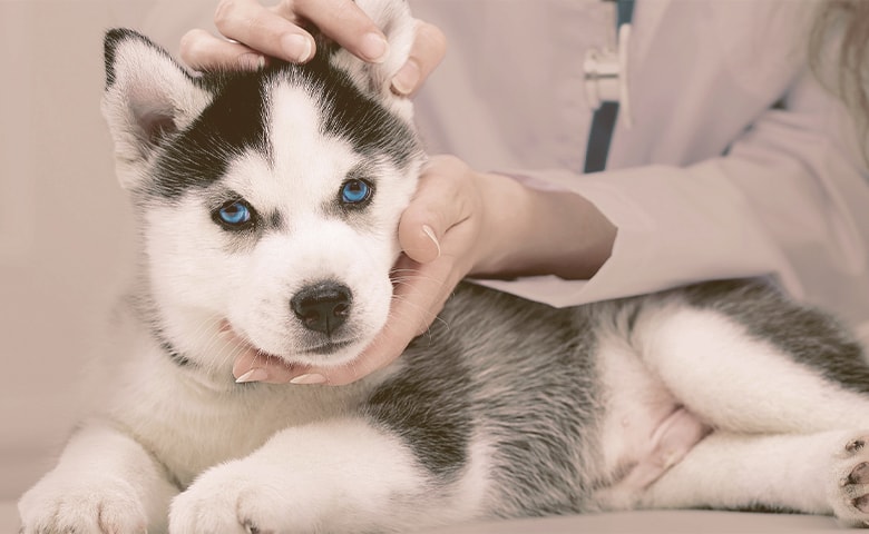 puppy with vet puppy with vet