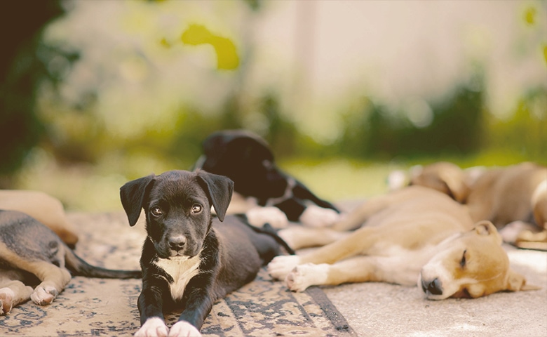 puppys relaxing outdoors