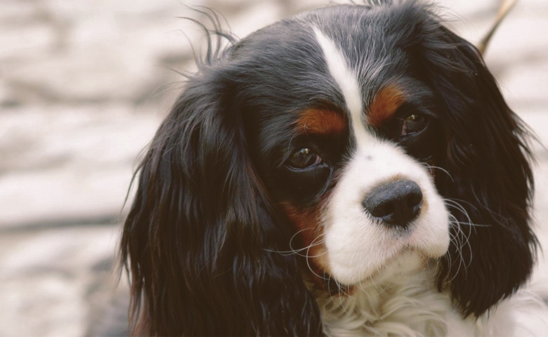 sad dog face sad dog face