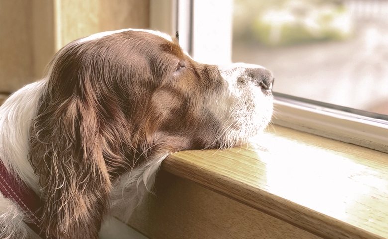 sad dog looking at the window