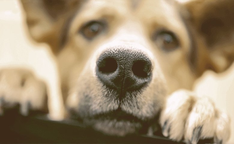 A Word of Caution Before Using Scented Oils with Dogs sense-of-smell