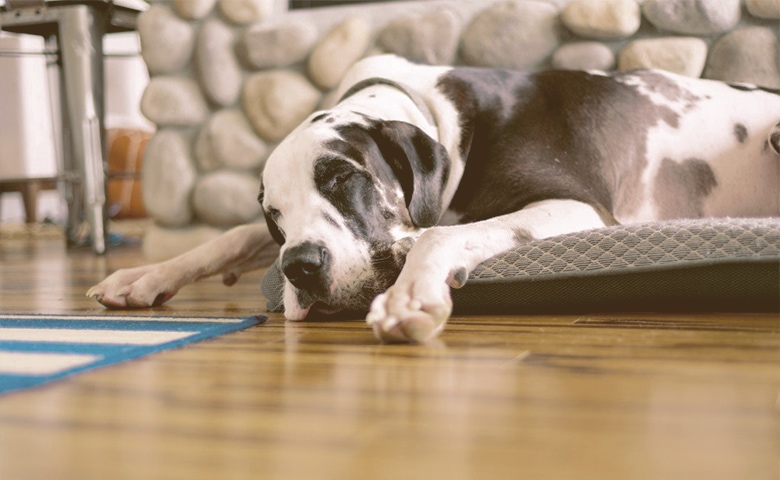 sleeping dog on cooling mat