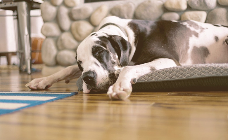 sleeping dog on cooling mat sleeping dog on cooling mat