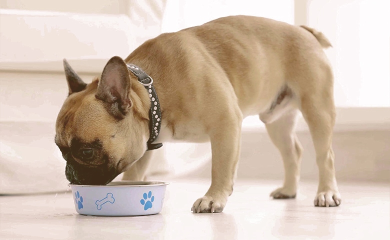 small dog eating from blue bowl