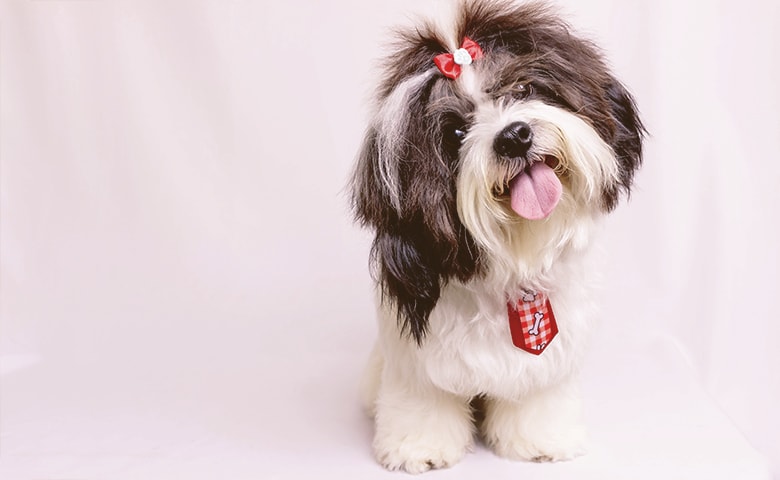 small dog tongue out small dog tongue out