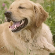 Golden Retriever laying on the grass