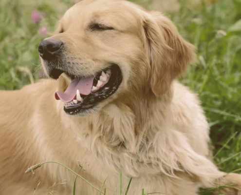 Golden Retriever laying on the grass