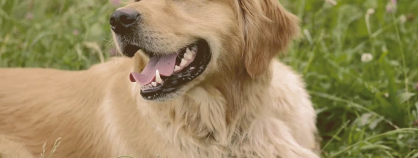 Golden Retriever laying on the grass