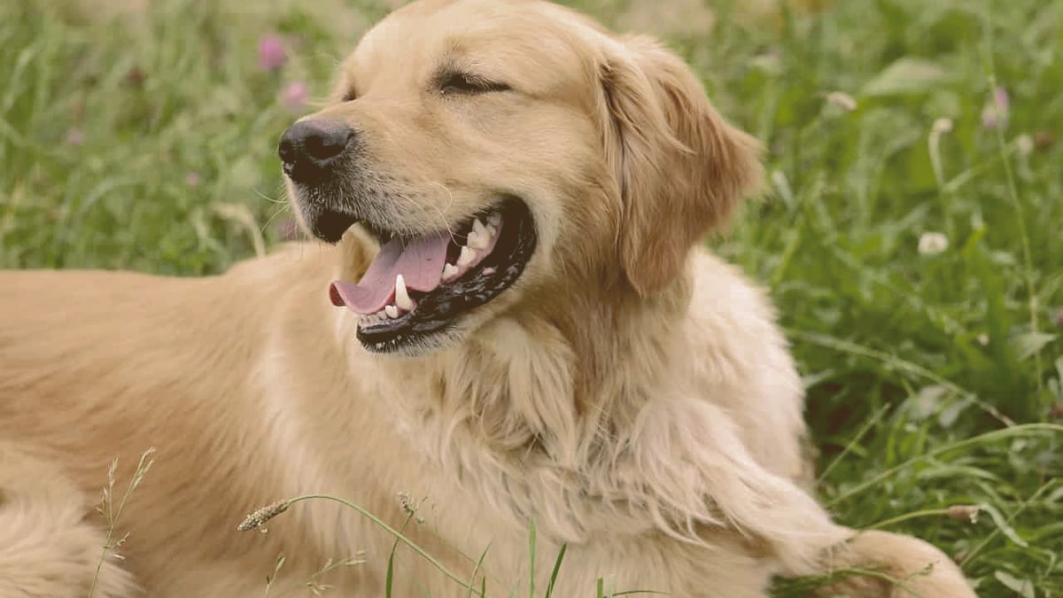 Golden Retriever laying on the grass